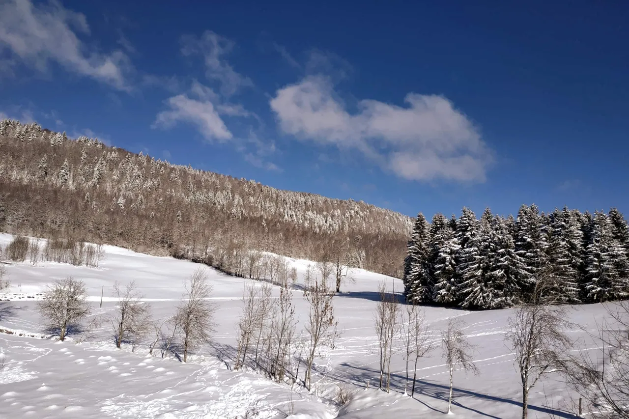Sapins enneigés sous le ciel bleu